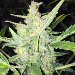 White Widow feminised Vision Seeds