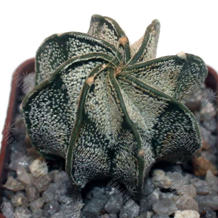 Семена кактуса Astrophytum capricorne v. major (PLapp) x aster. Gonzales
