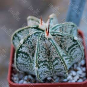 Astrophytum capricorne tmavy trn