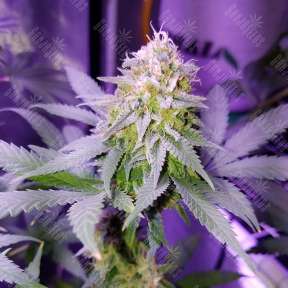 Auto Girl Scout Cookies feminised GanjaLiveSeeds