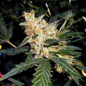 Orange Hill Special feminised Dutch Passion Seeds