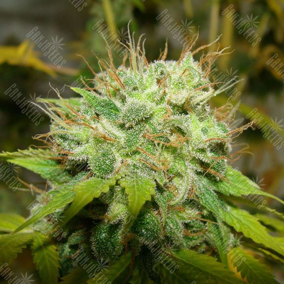 Супер семена канабиса мичуринск марихуана
