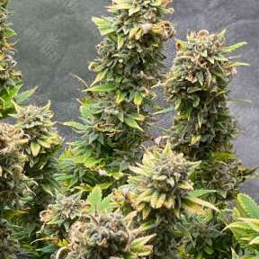 Outlaw Amnesia feminised Dutch Passion Seeds