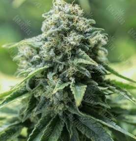 Pamir Gold feminised Dutch Passion Seeds
