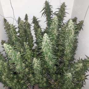Power Plant feminised Dutch Passion Seeds