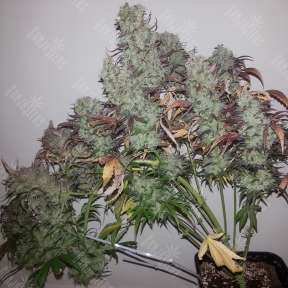 Strawberry Cough feminised Dutch Passion Seeds
