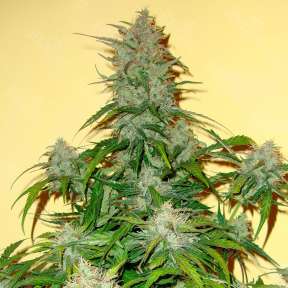 Think Fast feminised Dutch Passion Seeds
