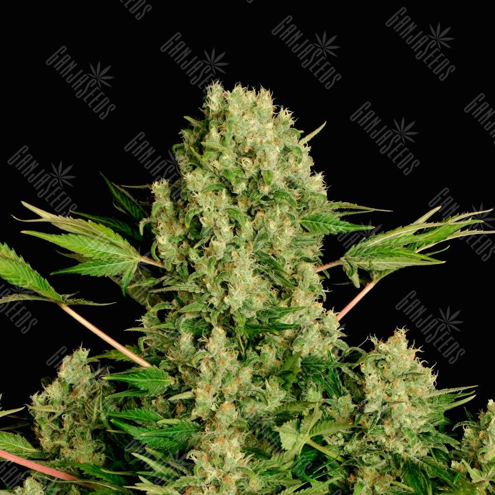 Вайт раша марихуана как выглядят листья конопли