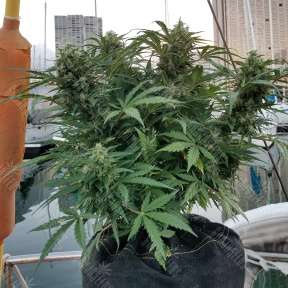White Widow feminised Dutch Passion Seeds