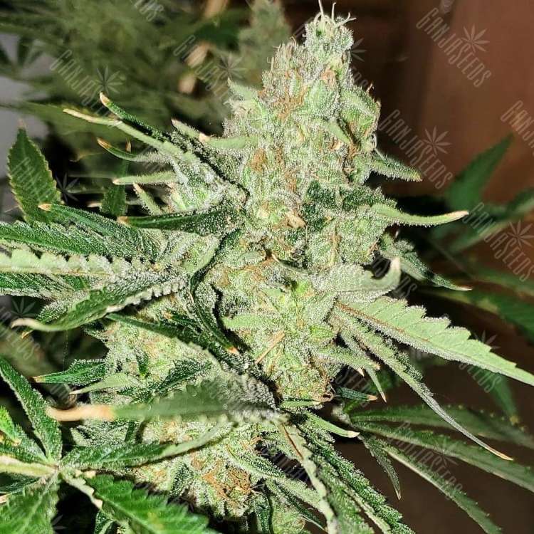 Auto Altay feminised Bang Seeds