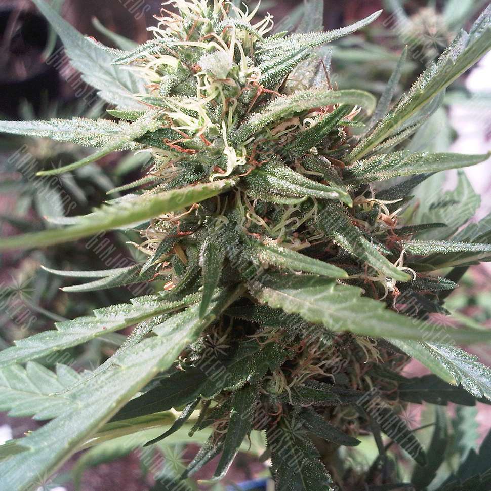 Семена конопли для курения марихуана индеец