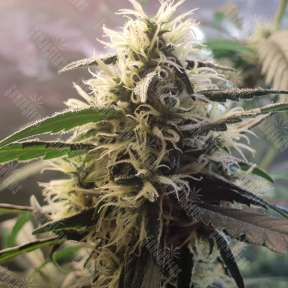 Семена марихуаны  Amnesia feminised Ganja Seeds