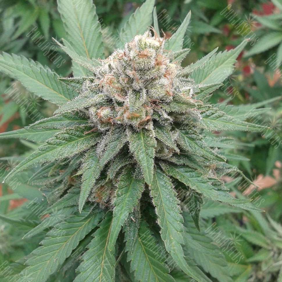Купить семена марихуаны курьером новосибирске браузер похожий на тор hydra2web