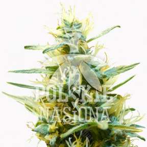 Семена марихуаны  Auto XXL Kush feminised Polskie Nasiona