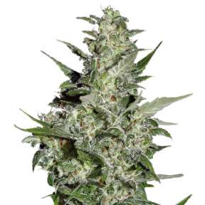 Auto Super Critical feminised Green House Seeds