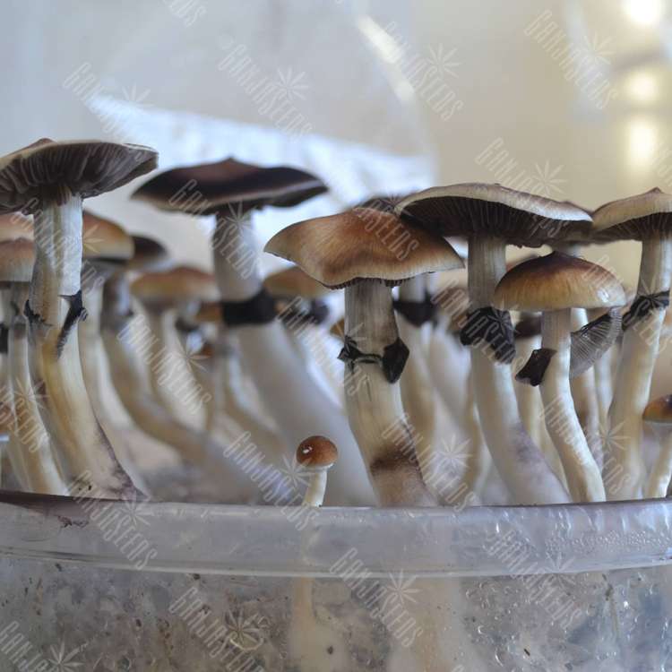 заказать качественный оттиск псилоцибиновых грибов  Plantasia Mystery