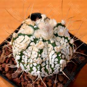 Astrophytum capricorne х asterias cv. Super Kabuto