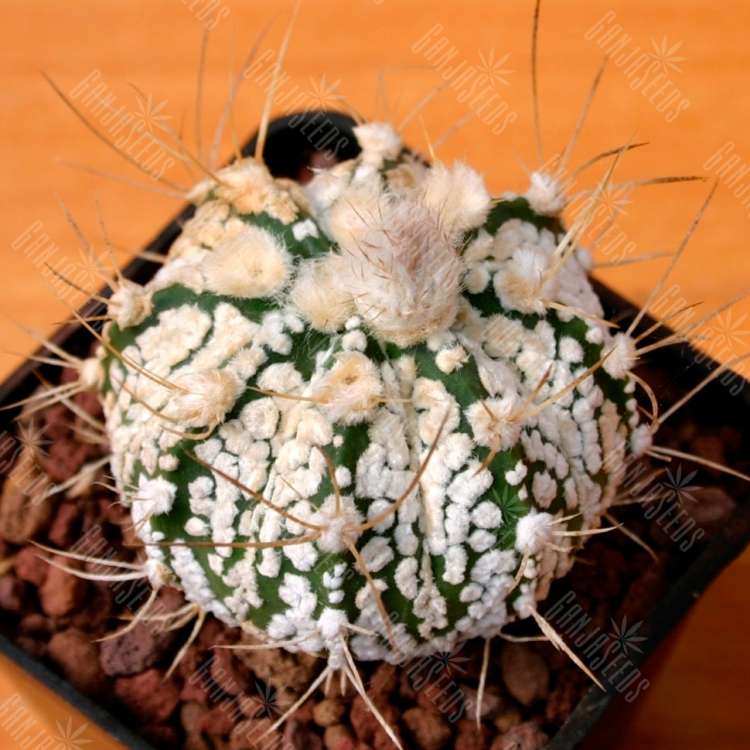 Семена кактусов Astrophytum capricorne х asterias cv. Super Kabuto