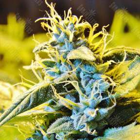 Auto Northern Lights feminised Green House Seeds