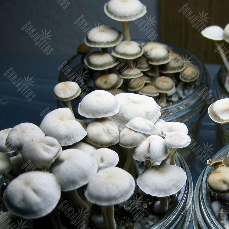 купить споры псилоцибиновых грибов Panaeolus Cambodginiensis
