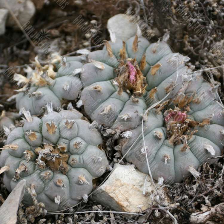 Семена кактуса Lophophora echinata