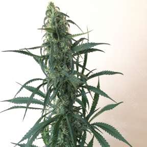 Семена Chuy Valley feminised Bang Seeds