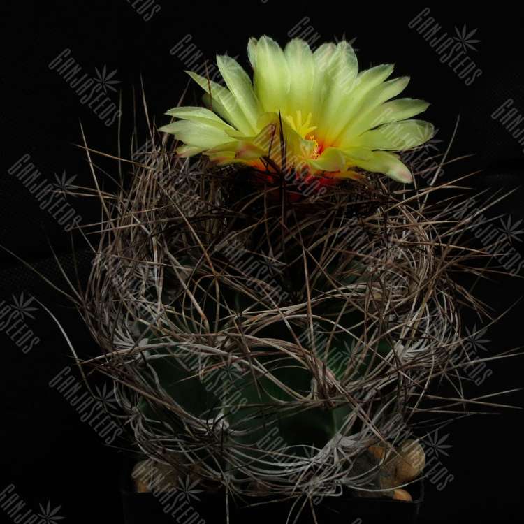 Семена кактуса Astrophytum senile viesca