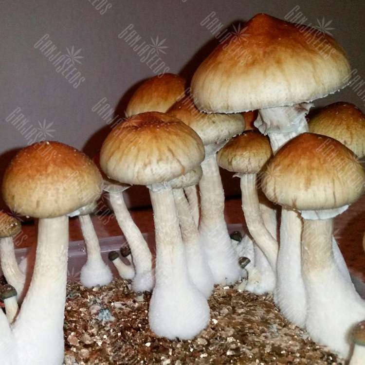 Escondido спори галюциногенних грибів