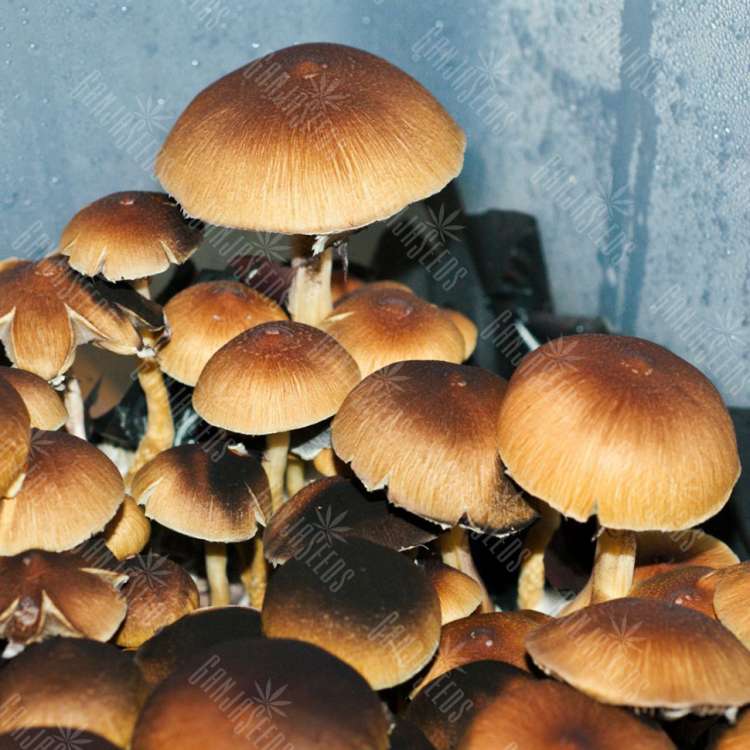 заказать качественные споры псилоцибиновых грибов Brasil