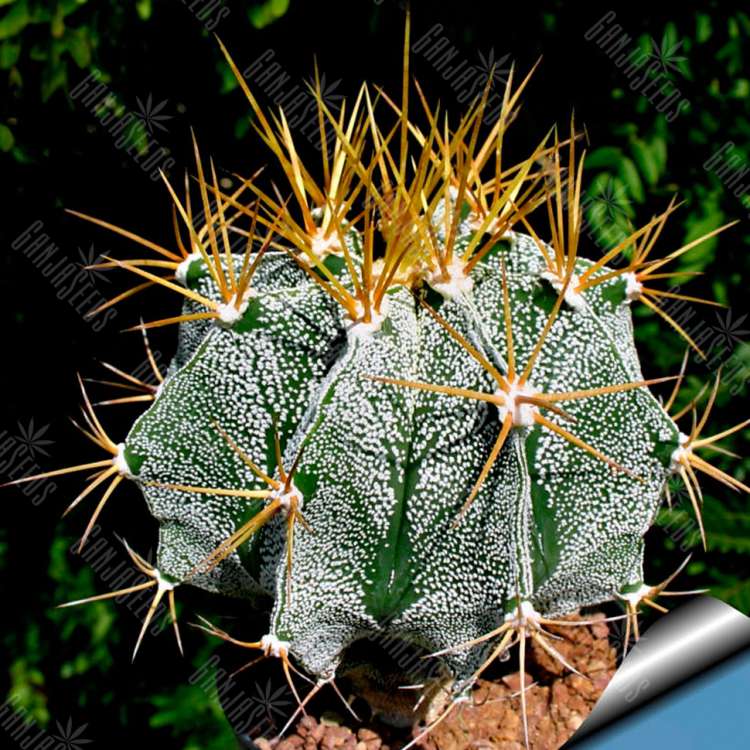 Семена кактуса Astrophytum ornatum var. mirbelii