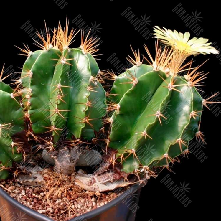 Семена кактуса Astrophytum ornatum var. glabrescens