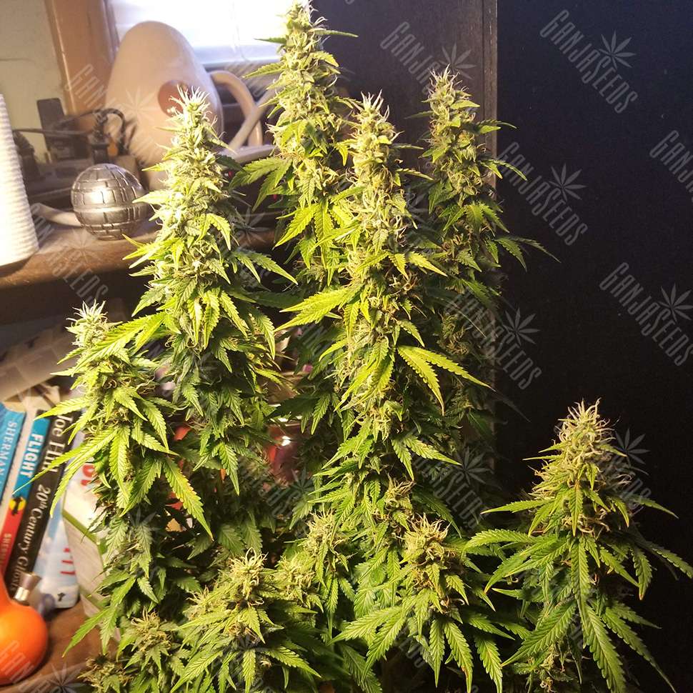 Самая большие семена марихуана марихуана в нижнекамске