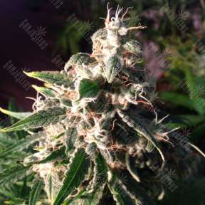 Auto Think Different feminised Dutch Passion Seeds