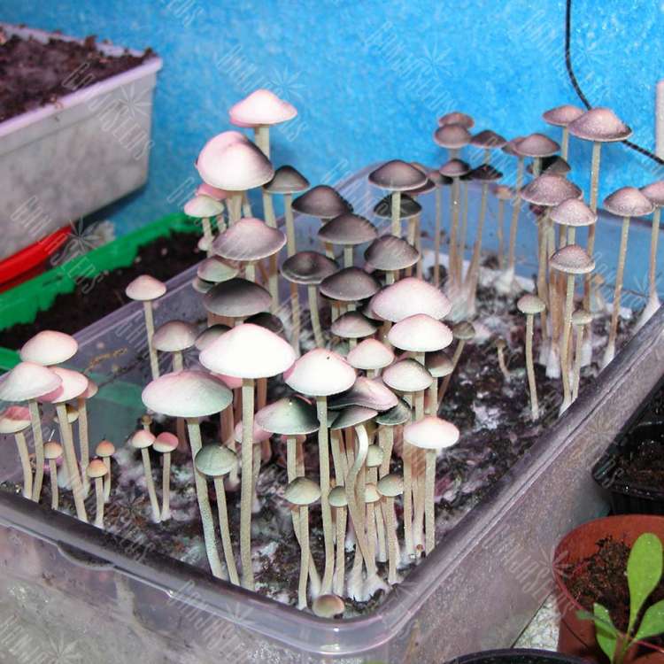 купить качественные отпечатки псилоцибиновых грибов Panaeolus Tropicalis