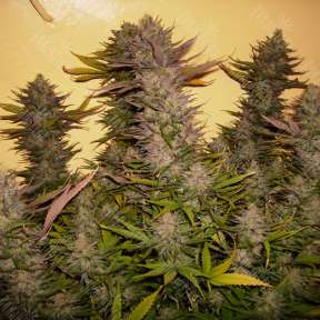 GH Cheese feminised Green House Seeds