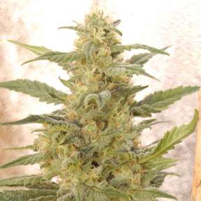 Auto White Widow feminised Vision Seeds