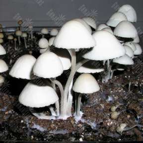 Panaeolus-Cyanescens-Jamaica_5.0x288 Spori Gribov |  Gallucinogennih  | GanjaSeeds Spori gallucinogennih gribov, GanjaSeeds.com.ua Panaeolus Cyanescens Jamaica