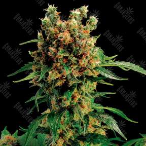 California_Hashplant1.0x288  | Hvoinii Vkys | Semena Kannabisa | Internet-Magazin GanjaSeeds Hvoinii, GanjaSeeds.com.ua California Hash Plant feminised Ganja Seeds