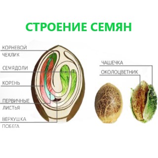 stroenie-semenii__anaxud8sb5boneli-1 Semena Konopli | GanjaSeeds | Stranica 8 Katalog semyan, GanjaSeeds.com.ua семена канабиса
