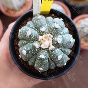 Astrophytum-senile-hybrid-thailand.0x288 Nasinnya Kaktysiv Galucinogenni | GanjaSeeds Astrophytum senile hybrid thailand