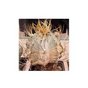 Astrophytum_niveum_flavispina.0x288 Nasinnya Kaktysiv Galucinogenni | GanjaSeeds Astrophytum niveum flavispina