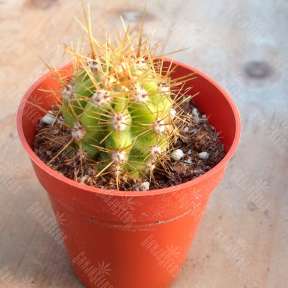 the-plant-farm-cactus-trichocereus-candicans-2-2515257524329.0x288 Nasinnya Kaktysiv Galucinogenni | GanjaSeeds Trichocereus candicans