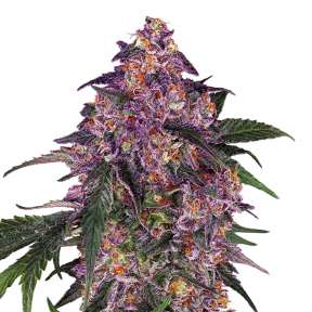 Purple_Kush.0x288 Semena Kysh | Kush |Marihyani, Kannabisa | Magazin GanjaSeeds Purple Kush feminised Ganja Seeds