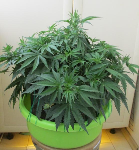 Гроурепорты марихуаны конопля выращивание и уход в