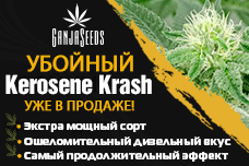 Раздаем семена Kerosene Krash feminised под репорт!