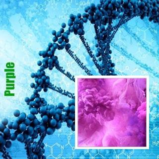 генетика Purple