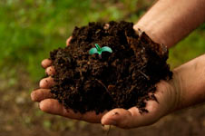 Органика: выращиваем коноплю в земле