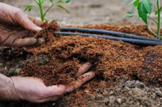 Выращивание конопли: потребность в органических удобрениях