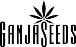 user-logo-social Albino A+ | Cpori Gribiv | Magazin GanjaSeeds Albino A+, Spori gallucinogennih gribov, sporovie otpechatki psilocibinovih gribov, spori psilocibinovih gribov, otpechatki psilocibinovih gribov, sporovie otpechatki, sporovii ottisk 