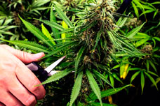 Потенциальные опасности, которым могут подвергаться растения марихуаны до сбора урожая
